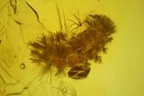 Detailed Fossil Millipede (Polyxenidae) In Baltic Amber #128321-2